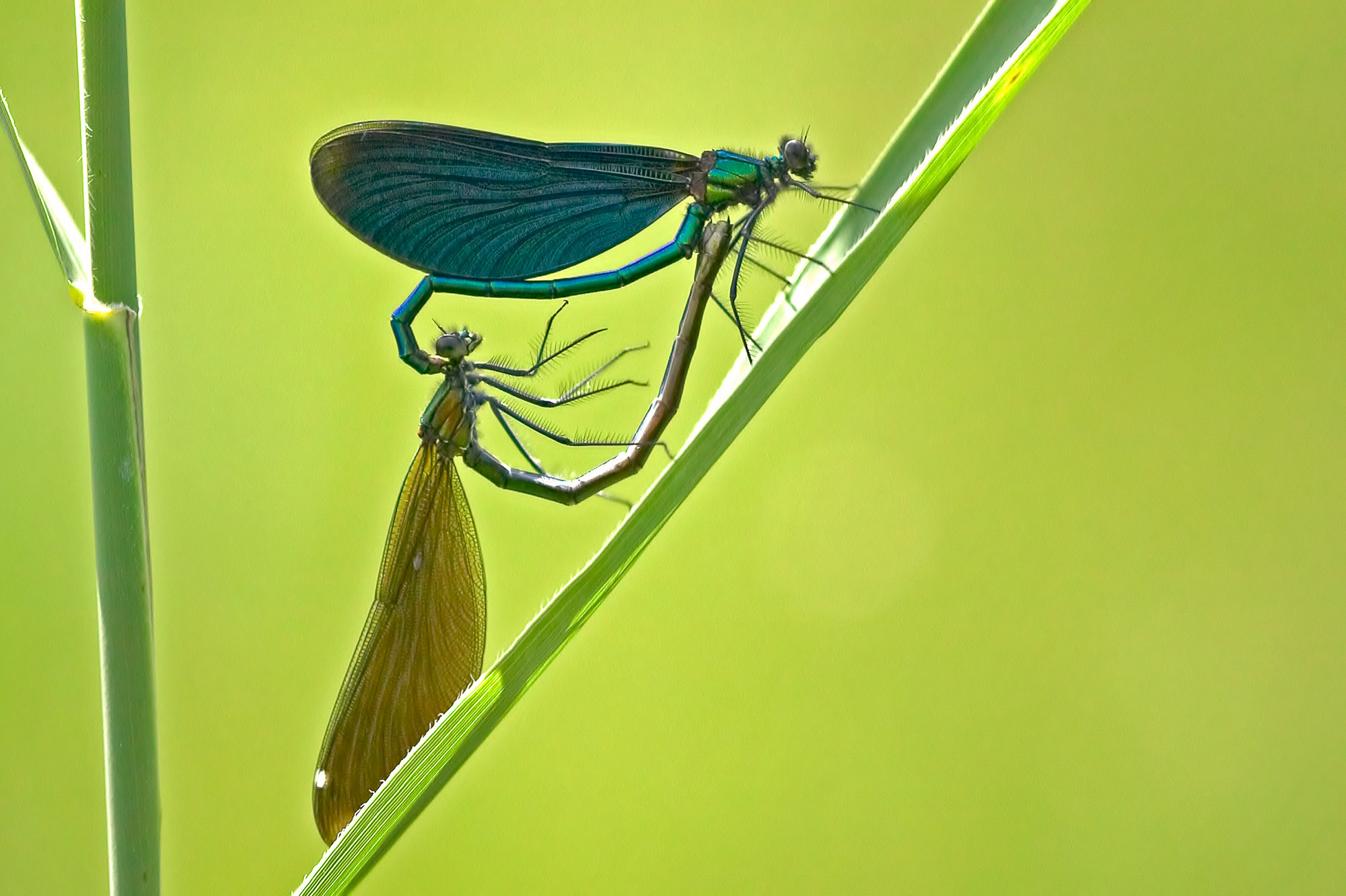 blue-winged dragonflies